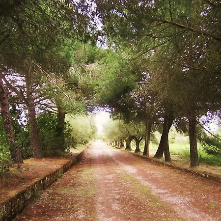 Fontanelle